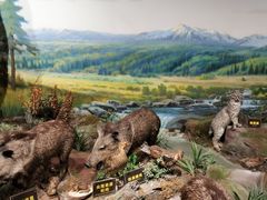 -陕西自然博物馆