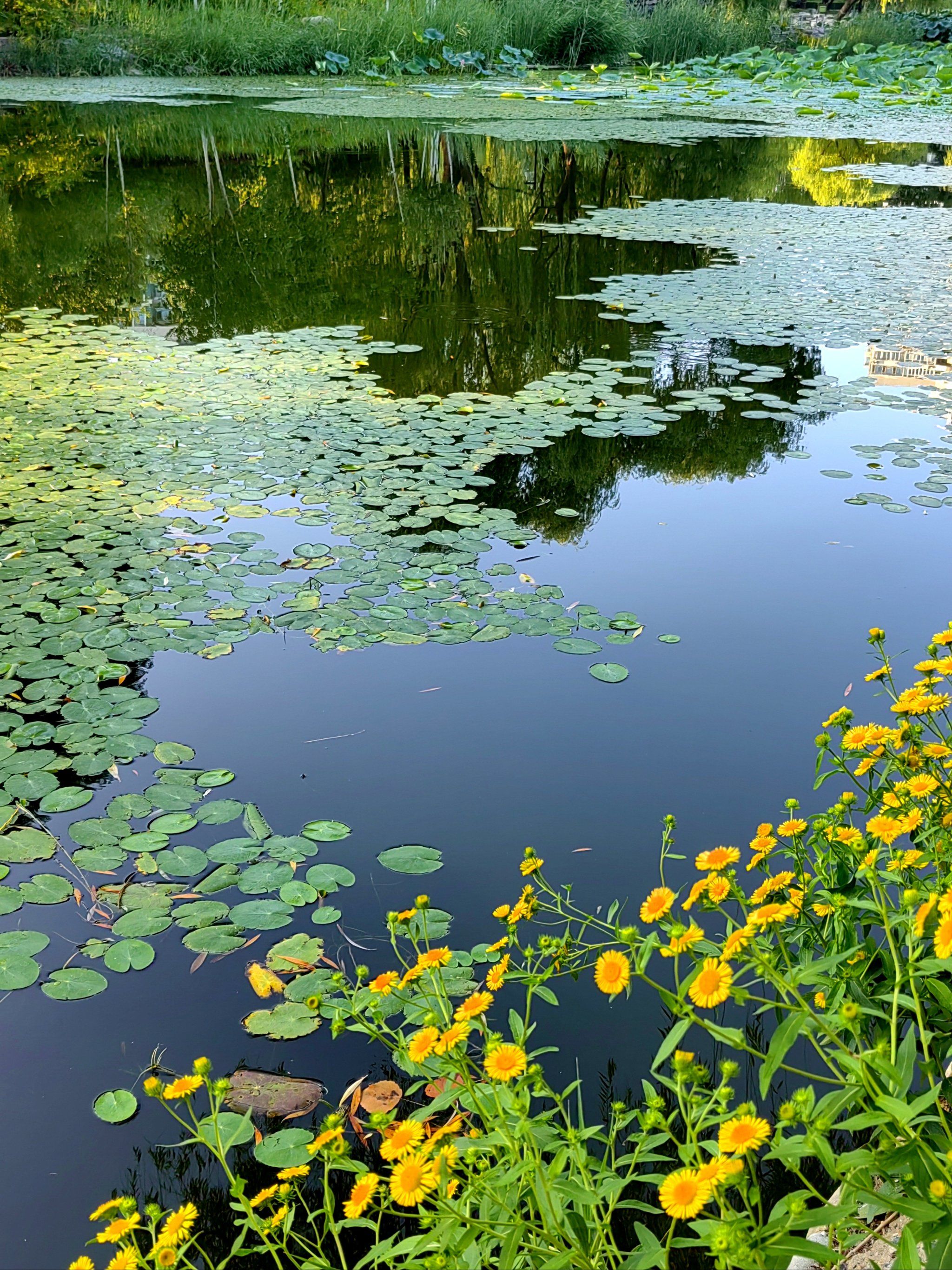 n
#记录一夏 #夏日池塘 #用照片记录这个夏天