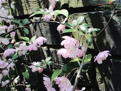 -荆川公园