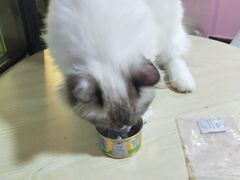 -李小姐の猫咖啡馆(五角场店)