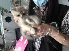 -喵百万·布偶·蓝金金渐层英短·猫舍(百子湾店)