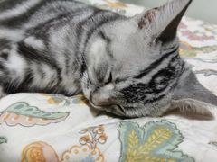 -北京观赏动物医院·24小时大型综合·猫专科·异宠专科