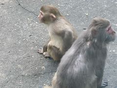 -荆州中山公园动物园