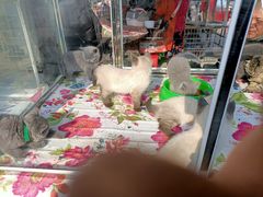 -中环花鸟鱼虫市场