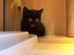-柚子猫舍·精品猫舍购猫·猫咪认养·购宠·宠物店