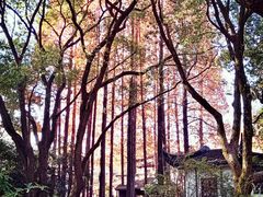 -上海醉白池公园