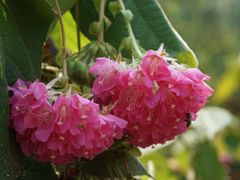 -中国科学院华南植物园