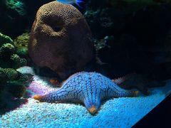 -暹罗海洋世界