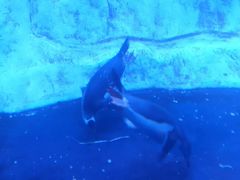 -暹罗海洋世界