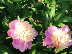 -神州牡丹园