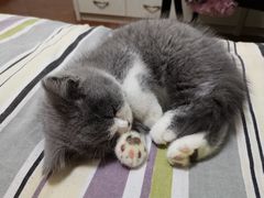 -喵zoo家庭繁育猫舍(尖东智能花园店)