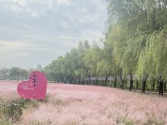 -滕州微山湖红荷湿地景区