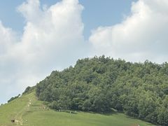 -关山草原