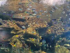 -沙沙哗啦海洋馆(华宇百花谷店)