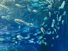 -上海海洋水族馆