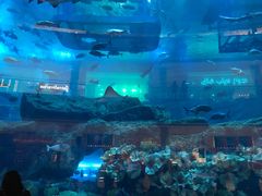 -迪拜水族馆及水下动物园