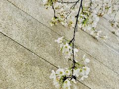 -武汉大学-樱园