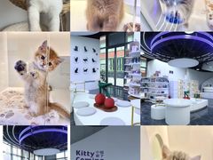 -小猫来了·猫舍(红山六九七九店)
