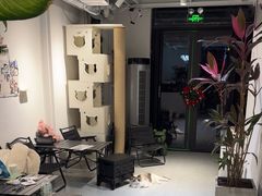-琪喵猫屋·撸猫猫咖·猫舍
