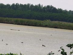-大湾区中央湿地公园