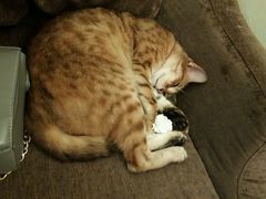 -猫色咖啡·猫咖