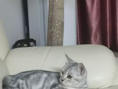 -lincat·猫舍(广州店)