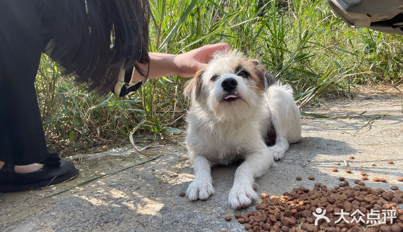 杭州找领养