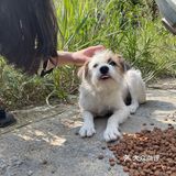 杭州找领养