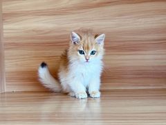 -喵百万·布偶·蓝金金渐层英短·猫舍(百子湾店)