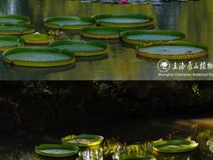 -上海辰山植物园