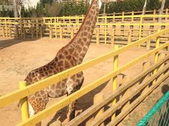 -西霞口神雕山野生动物世界