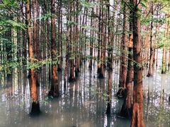 -桤木河湿地公园