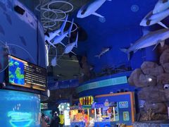 -烟台海昌鲸鲨海洋公园