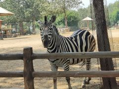 -大连森林动物园