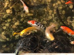 -衡山汇·高级粤菜(霄云路店)