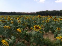 -武汉紫薇都市田园