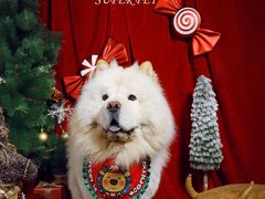 -超宠爱宠物摄影-Super pet