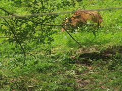 -哈尔滨北方森林动物园