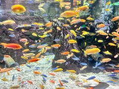 -太平洋海底世界