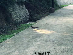 -金龙寺国家森林公园