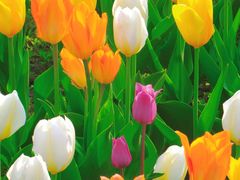 -北京植物园-展览温室