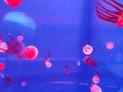 -左海海底世界