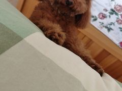 -宠福鑫康馨动物医院·骨科·眼科