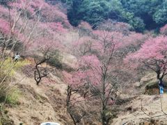 -新建村梅花