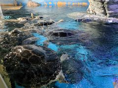 -烟台海昌鲸鲨海洋公园
