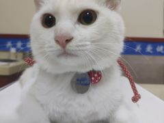 -艾贝尔宠物医院·狂犬免疫点(江山金象城店)