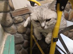 -猫咪博物馆(顶澳仔猫街店)