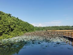 -大湾区中央湿地公园