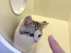 -小猫来了·猫舍(红山六九七九店)