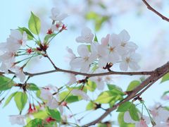 -高东镇樱花园